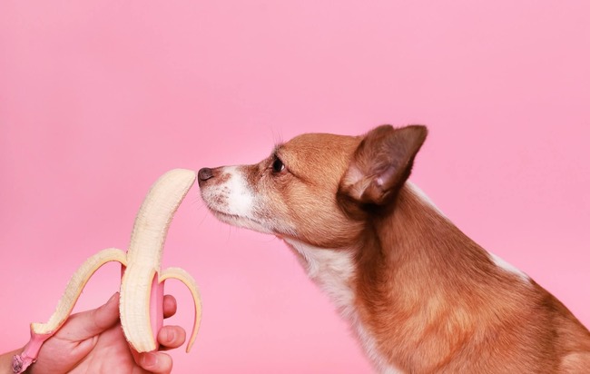 犬がバナナの匂い嗅いでる
